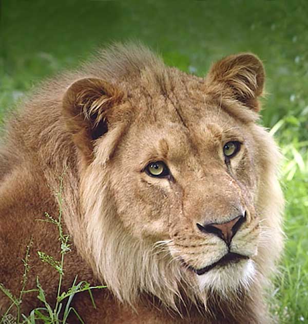 Longleat responsive website design agency